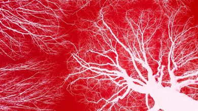 Scientists Can Now Design Intricate Networks of Blood Vessels for 3D-Printed Organs