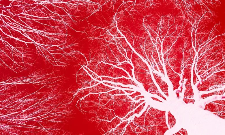 Scientists Can Now Design Intricate Networks of Blood Vessels for 3D-Printed Organs