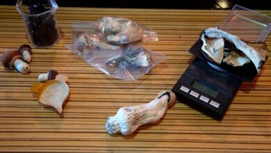 Evidence Grows That Tripping on Shrooms Might Increase Your Lifespan