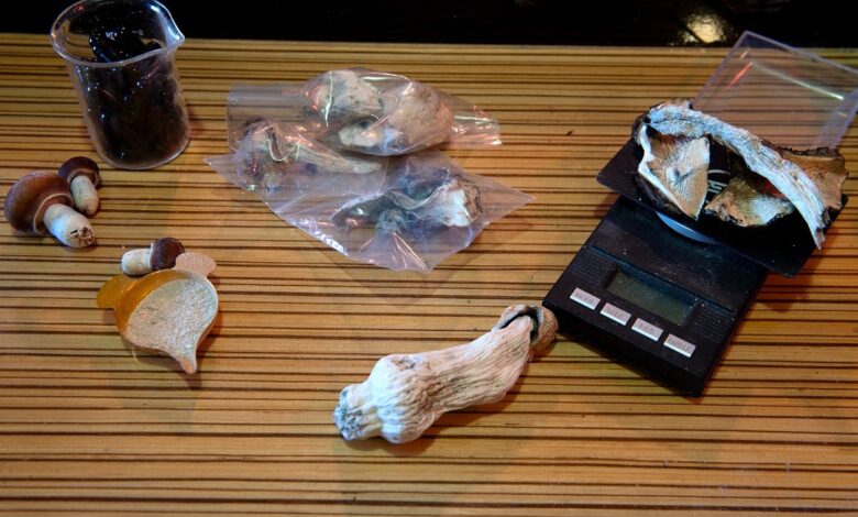 Evidence Grows That Tripping on Shrooms Might Increase Your Lifespan