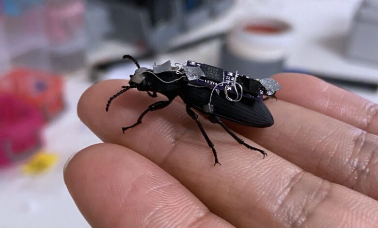 Video Friday: Cyborg Beetles May Speed Disaster Response One Day