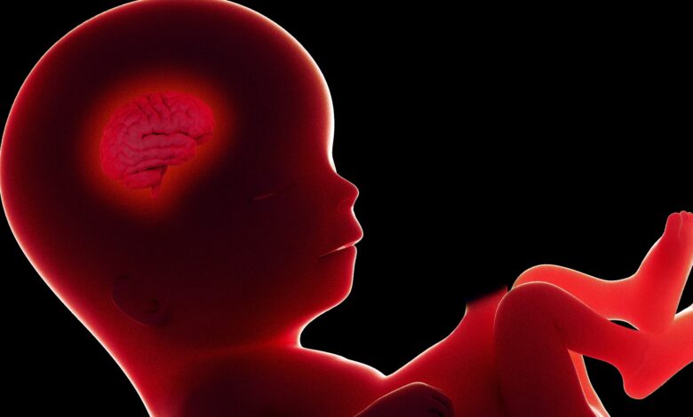 New IVF Startup Claims It Can Predict an Embryo's IQ