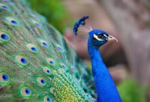Scientists transform peacock feathers into tiny biological laser beams
