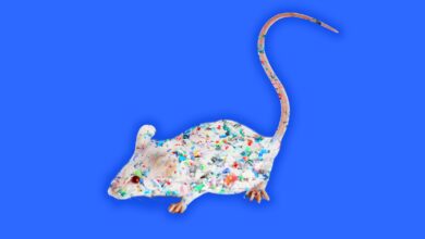 Lab Mice Exposed to Microplastics Show Signs of Dementia