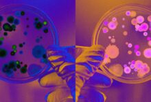Scientists Debate Whether to Halt Type of Research That Could Destroy All Life on Earth