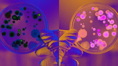 Scientists Debate Whether to Halt Type of Research That Could Destroy All Life on Earth