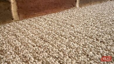 This trick pulls more pet hair out of fabric than my vacuum ever did