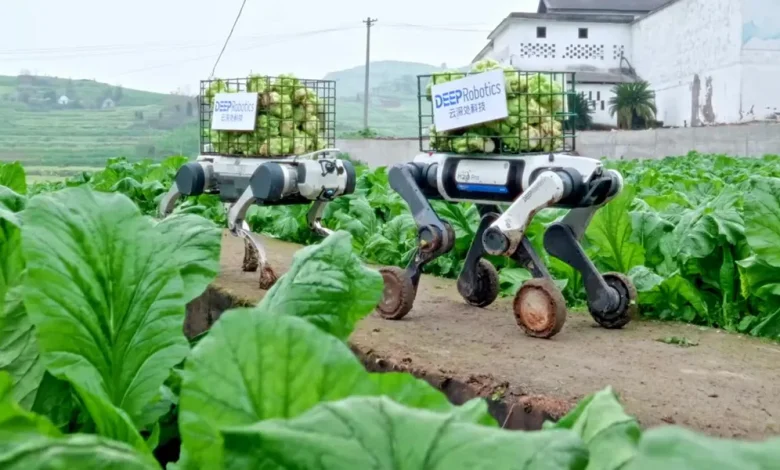 Video Friday: Robot Dogs Haul Produce From the Field