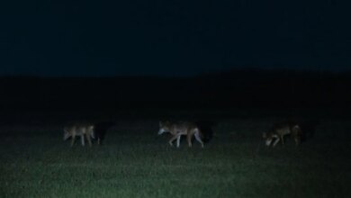 Colossal Biosciences said it cloned red wolves. Is it for real?