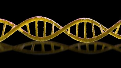 No one’s sure if synthetic mirror life will kill us all