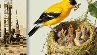 The noise we make is hurting animals. Can we learn to shut up?